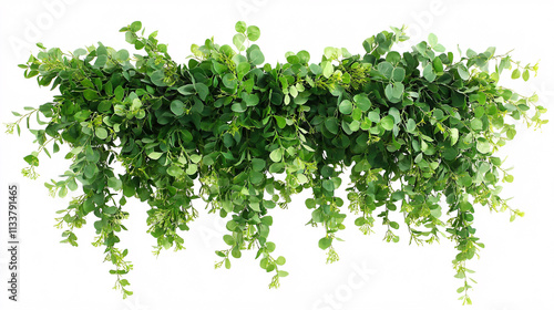 green eucalyptus garland hanging isolated on white background