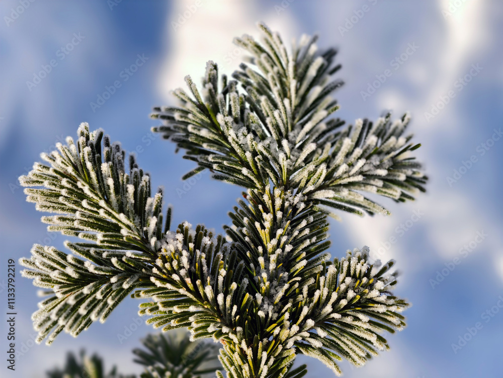 Fir branch with needles covered with frost. Natural winter season background Fir branch with needles covered with frost. Natural winter season background
