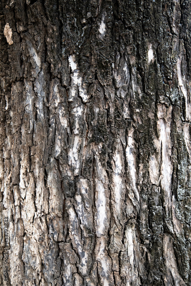 Fototapeta premium Tree bark texture background for wallpaper with seamless pattern
