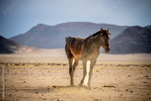 A Namibian wild horse kicks up dust on a stormy day in the Namib near Garub. The horses are feral and survive in the grassless plains of the Naukluft Park near Aus. photo