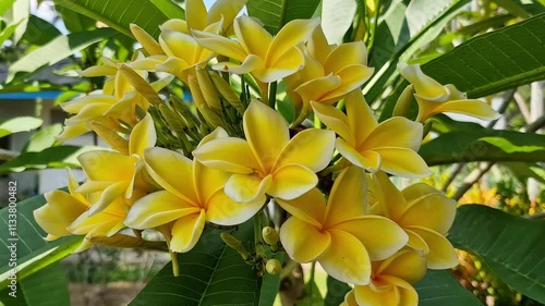 Close up of an unidentified tiny spider on bright yellow frangipani (plumeria) tropical flowers.