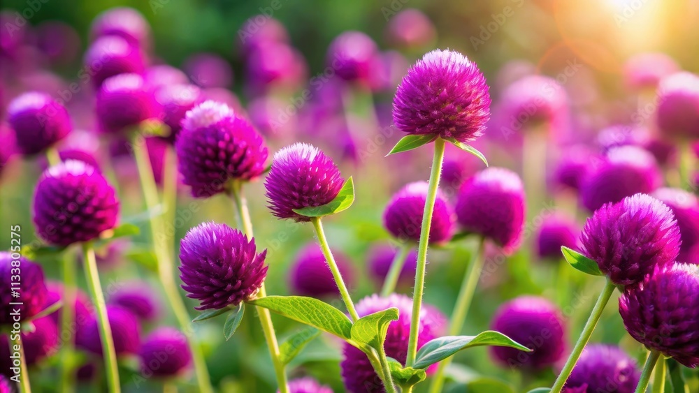 Vibrant purple globe amaranth flowers on a sunny day, blooms, nature, colorful, petals, flora, botanical, garden, plant, close-up Vibrant purple globe amaranth flowers on a sunny day, blooms, nature, colorful, petals, flora, botanical, garden, plant, close-up