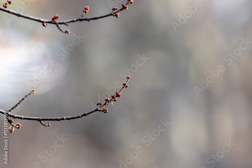 Fresh buds from the branch in winter 