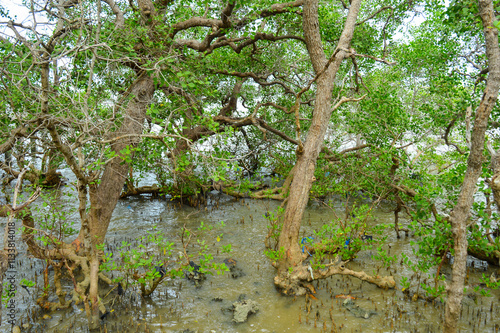 Mangrove forest by the sea.Focus on Mangrove trees, Noisy, exposure, similar others