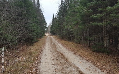 Forestry Road photo