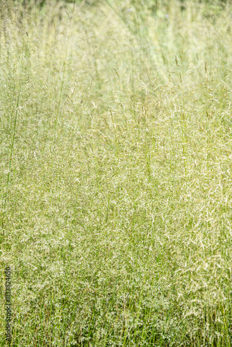  Pixie Fountain, Deschampsia Cespitosa, feathery ornamental grass in a sunny summer garden, as a nature background
 photo