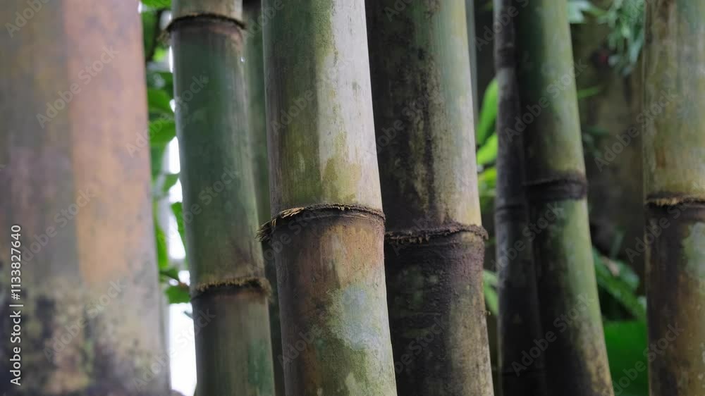 Bamboo trees in a tropical forest. Bamboo trees in a tropical forest.