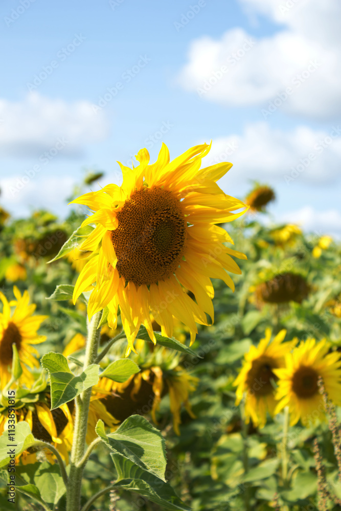 Fototapeta premium Field of sunflowers blooming under a clear blue sky in summer