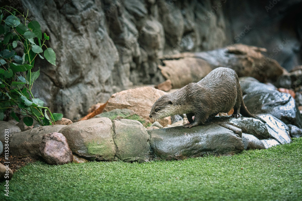 Fototapeta premium otter looking for food