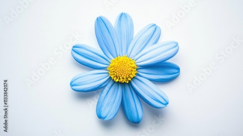 Blue Flower with Petals on White Background for Nature Lovers