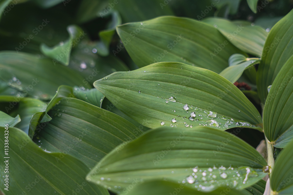 Fototapeta premium Close-up of green leaves adorned with water droplets in a shaded forest, highlighting the serene beauty and freshness of nature in a tranquil outdoor setting