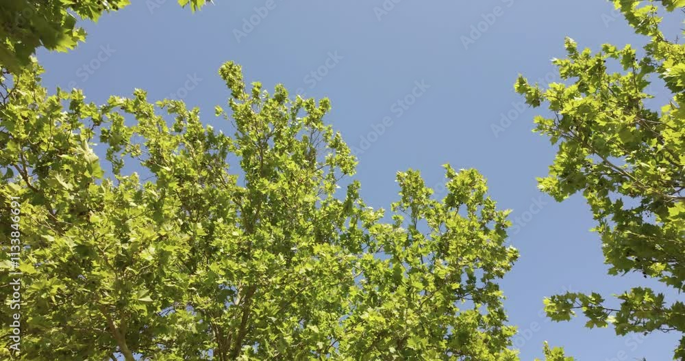 Native Australian plant life Native Australian plant life