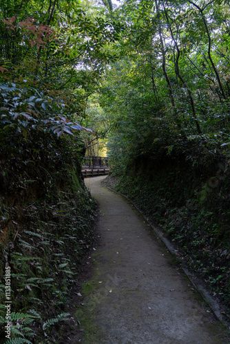 森, 歩行, 徒歩旅行, 人道, 小道, 道, 道のり, 自然, 木, 風景, 公園, 階段, 散歩道, トレイル, ジャングル