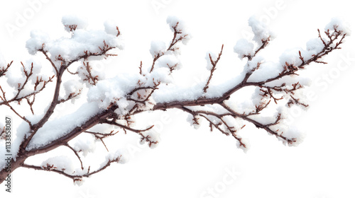 branches of a willow with snow isolated on white background