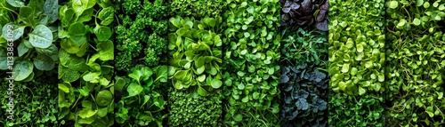 Wallpaper Mural Vibrant microgreens collection urban garden nature photography aerial view Torontodigital.ca