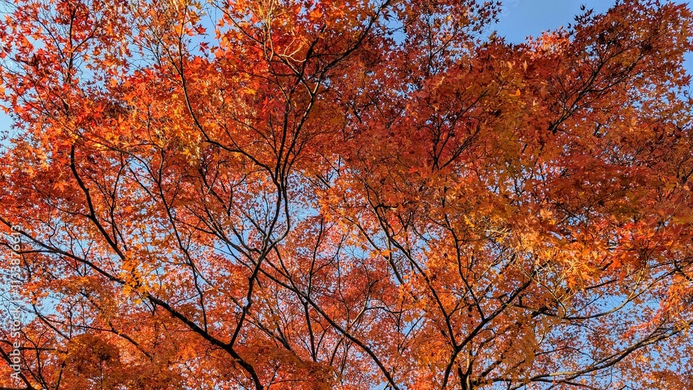 red trees red trees