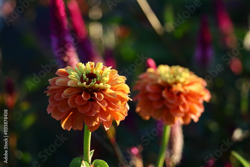 ガーデニングの定番の花