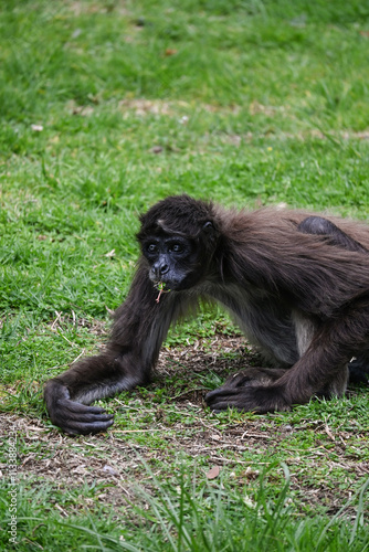 Naklejka Monos del Mundo: Tití, Mono Rojo y Otras Especies Fascinantes
