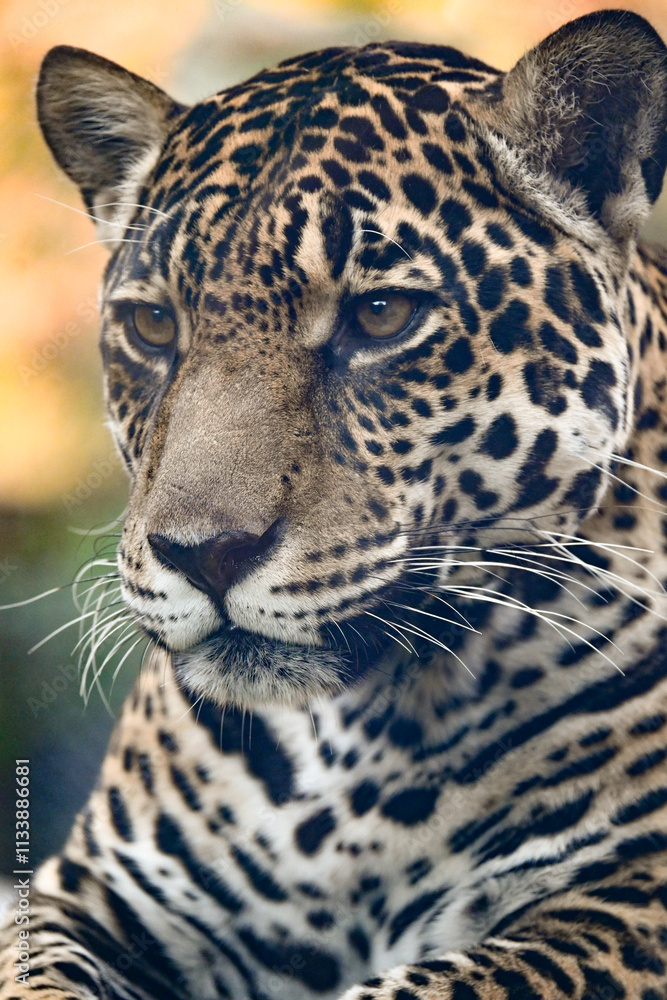 Naklejka premium Jaguar: El Majestuoso Felino de la Selva Tropical