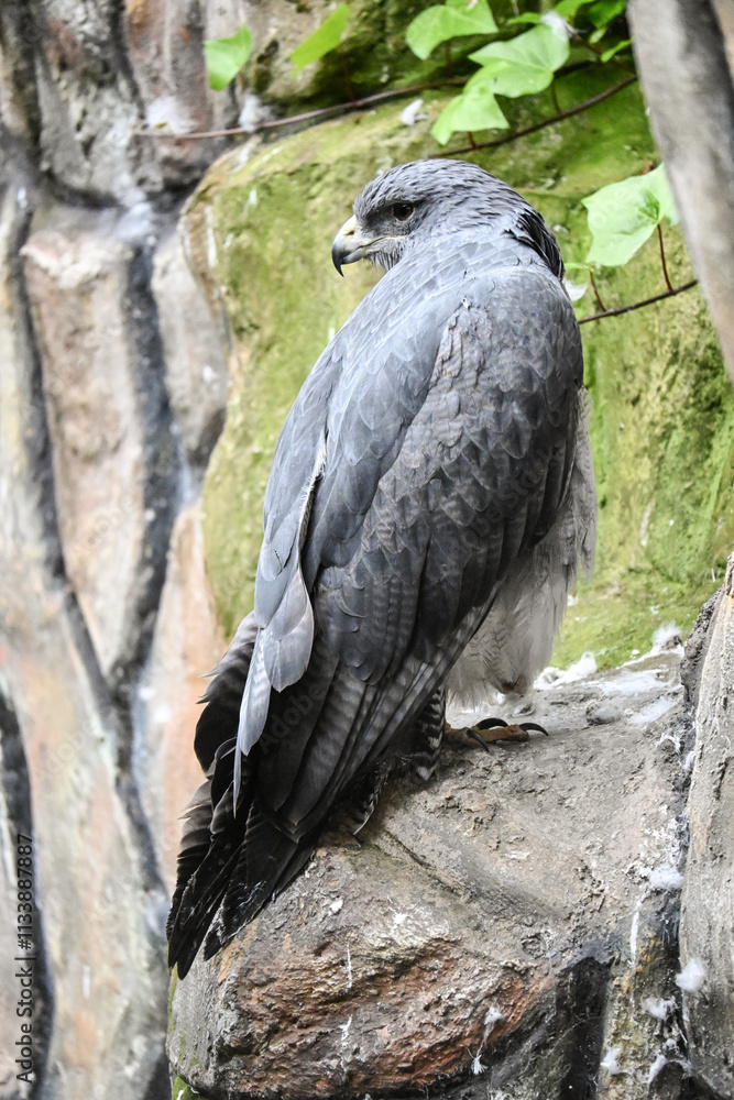 Fototapeta premium Águila Arpía: El Majestuoso Depredador del Dosel Tropical