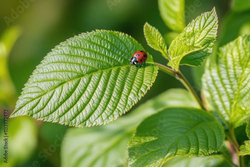 Ladybug on spring leaf, soft natural light, wing detail, with copy space