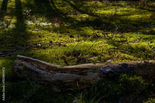 A close-up view of a fallen tree trunk resting on a vibrant, moss-covered forest floor, bathed in soft sunlight, showcasing the peaceful and natural texture of woodland life