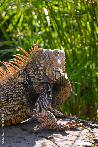 Iguana: La Majestuosa Reptil Tropical de Colores Vibrantes photo