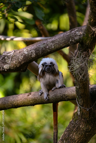 Monos del Mundo: Tití, Mono Rojo y Otras Especies Fascinantes photo