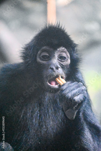 Monos del Mundo: Tití, Mono Rojo y Otras Especies Fascinantes photo