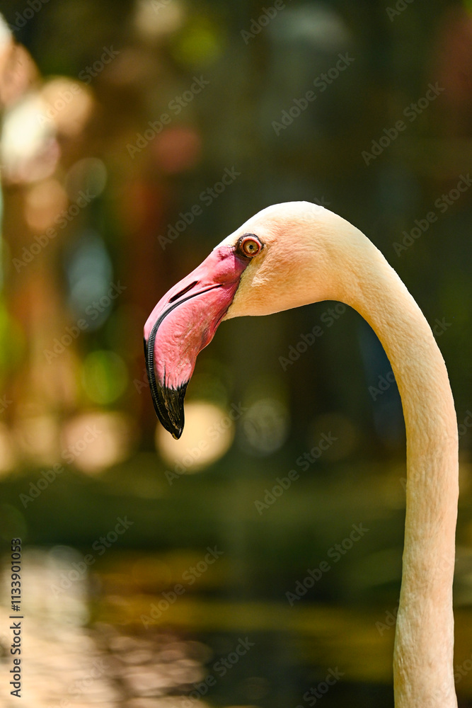 Fototapeta premium Flamencos Colombianos y Africanos: Elegancia y Colores en su Hábitat