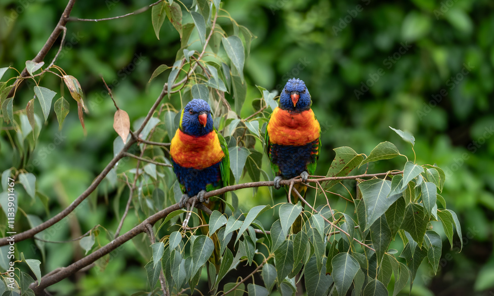 Obraz premium Pair of Rainbow Lorikeet