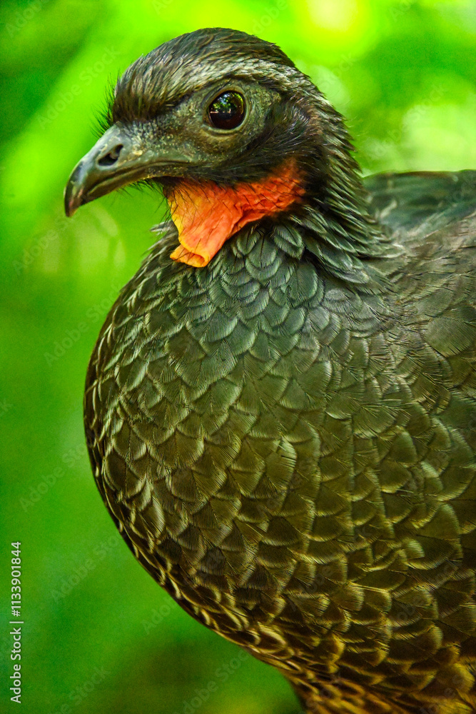 Aves de Río de Janeiro, Urutau, Flamencos de África y Más: Un Viaje a la Diversidad Aviar Aves de Río de Janeiro, Urutau, Flamencos de África y Más: Un Viaje a la Diversidad Aviar