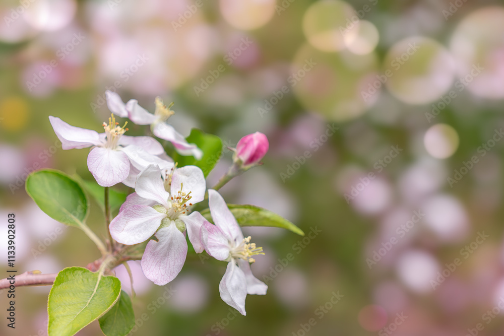 Fototapeta premium Close-Up of Apple Blossom