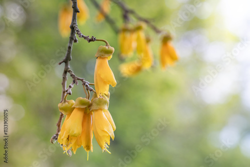 Close Up of Kowhai Flower