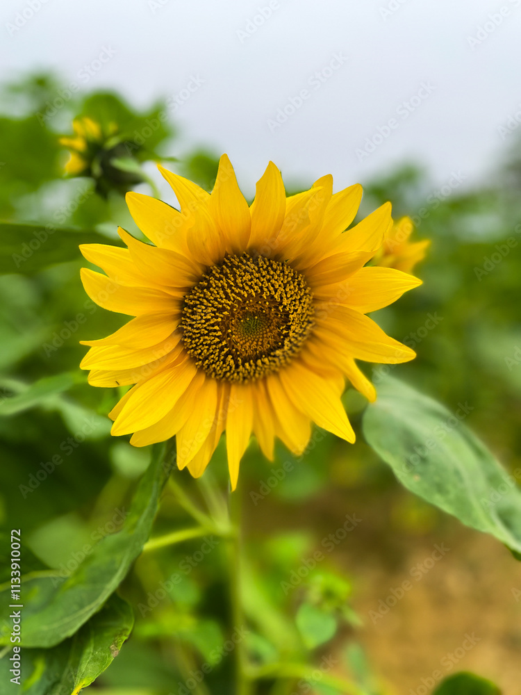 Close-up yellow sunflowers with a blurry background. Close-up yellow sunflowers with a blurry background.