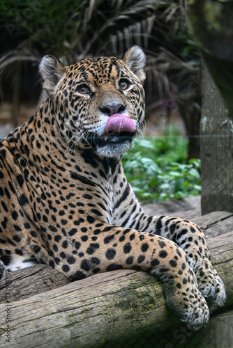 Tigre Majestuoso: Retratos y Escenas de un Gran Felino