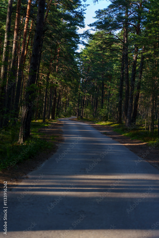 Obraz premium Empty road winding through a dense pine forest, illuminated by sunlight and casting long shadows, creating a peaceful and scenic atmosphere