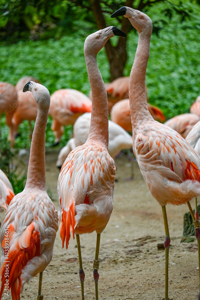 Aves de Río de Janeiro, Urutau, Flamencos de África y Más: Un Viaje a la Diversidad Aviar Aves de Río de Janeiro, Urutau, Flamencos de África y Más: Un Viaje a la Diversidad Aviar