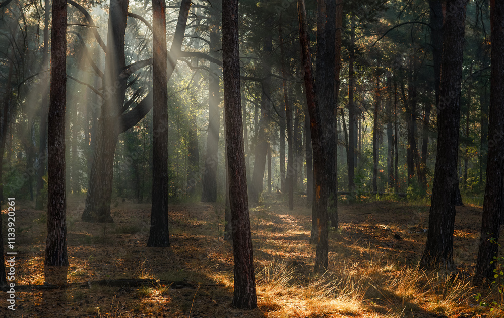 Fototapeta premium The sun's rays are breaking through the tree branches. Nice, sunny weather for hiking in nature.