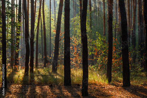 The sun's rays are breaking through the tree branches. Nice, sunny weather for hiking in nature.