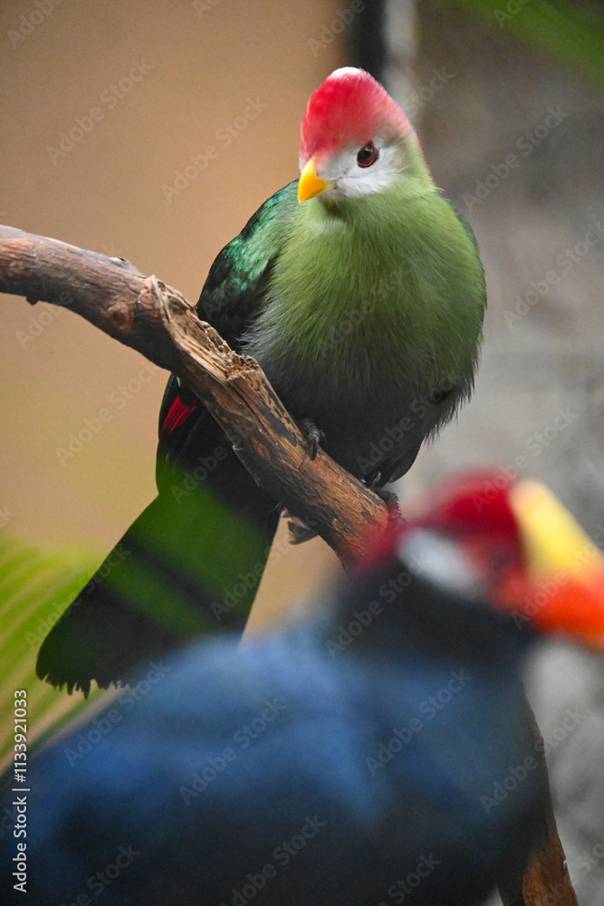 Obraz premium Aves de Río de Janeiro, Urutau, Flamencos de África y Más: Un Viaje a la Diversidad Aviar