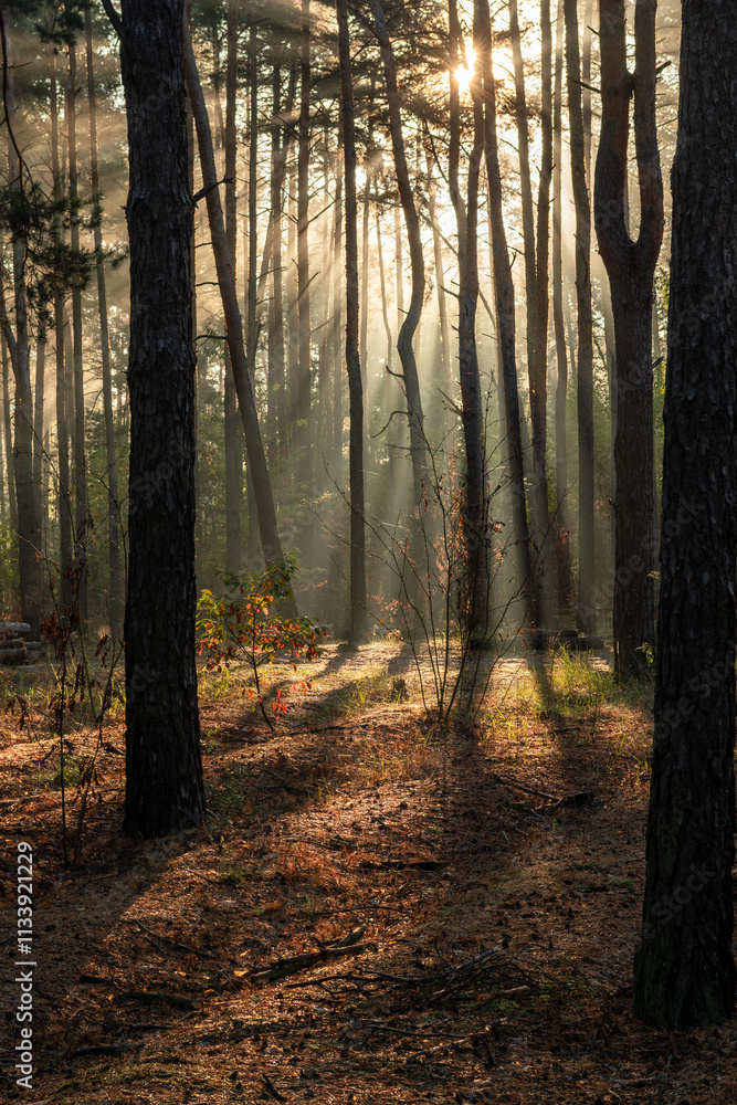 Naklejka premium The sun's rays are breaking through the tree branches. Nice, sunny weather for hiking in nature.