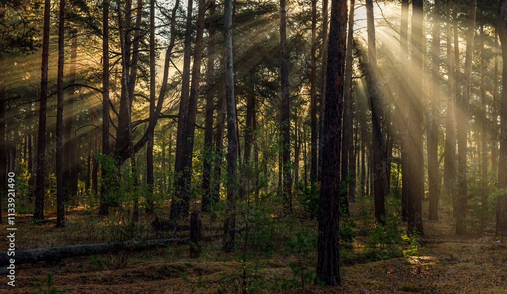 Obraz premium The sun's rays are breaking through the tree branches. Nice, sunny weather for hiking in nature.