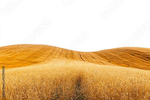 Golden wheat fields under a clear sky during late summer harvest season photo