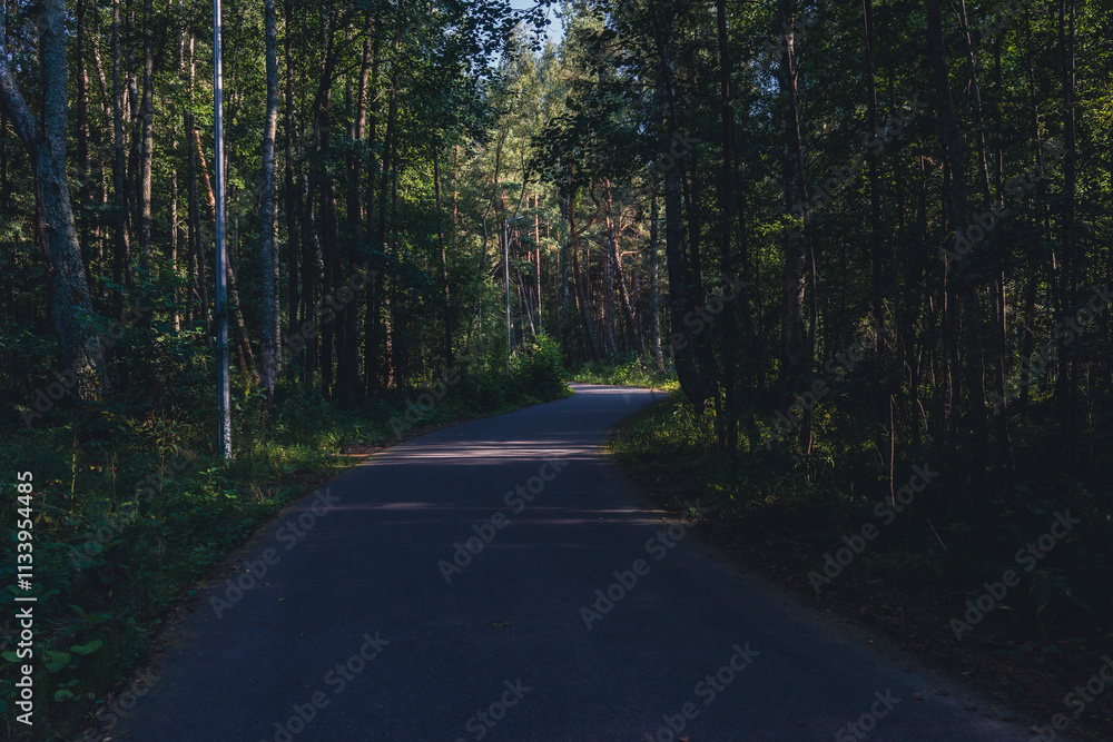 Fototapeta premium A quiet, empty road winds through a dense forest, illuminated by soft evening light, creating a peaceful and scenic pathway surrounded by lush greenery
