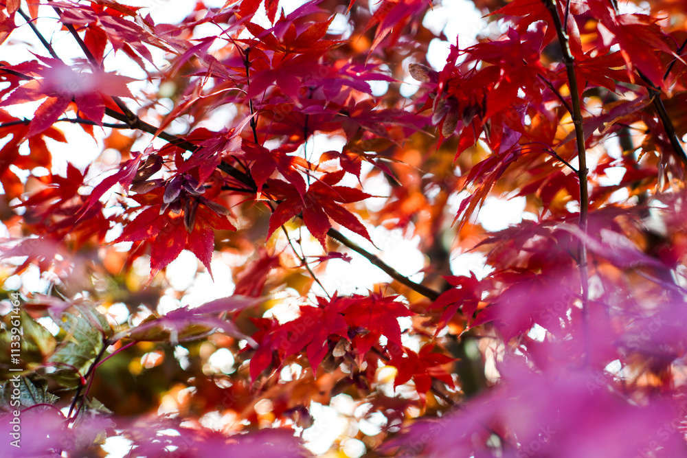 beautiful red maple leaves for cover and background