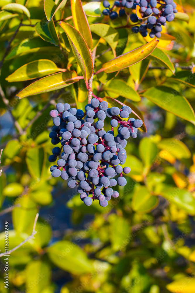 green ligustrum lucidum leaves with blue fruit for background green ligustrum lucidum leaves with blue fruit for background