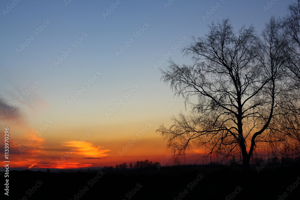 Beautiful magical landscape image with trees silhouette at sunset.
Beautiful magical landscape image with trees silhouette at sunset.