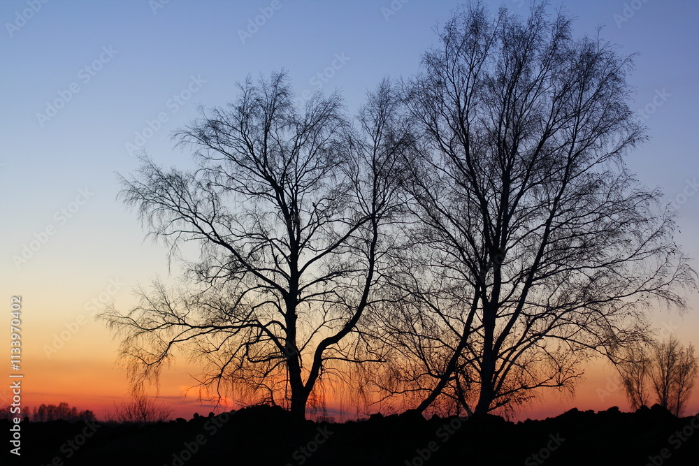 Beautiful magical landscape image with trees silhouette at sunset.
Beautiful magical landscape image with trees silhouette at sunset.