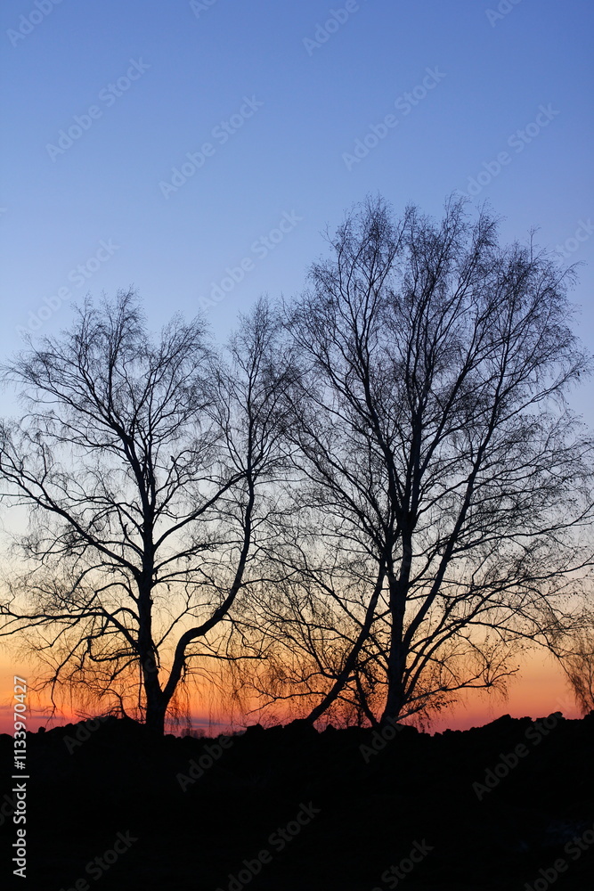 Beautiful magical landscape image with trees silhouette at sunset.
Beautiful magical landscape image with trees silhouette at sunset.